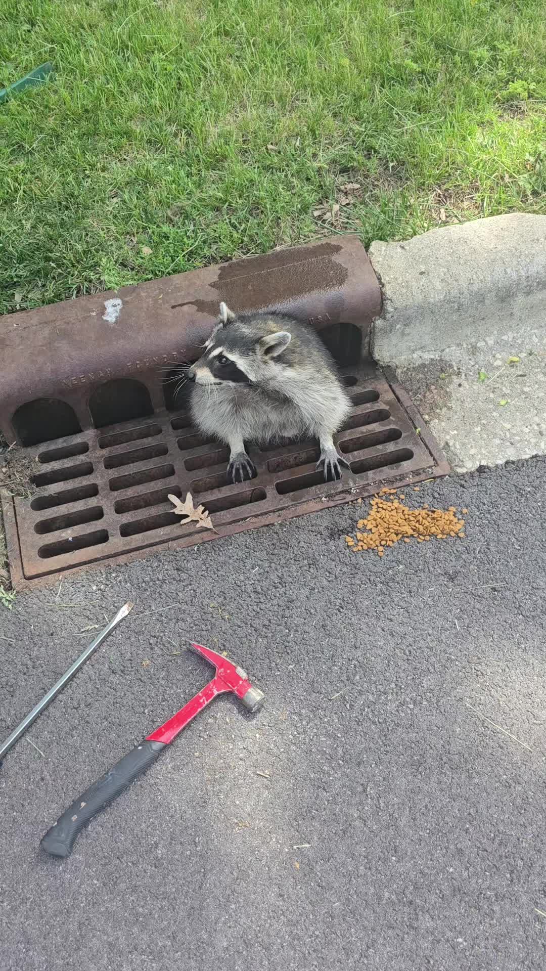Original upload thumbnail for Stuck raccoon right in front of my house